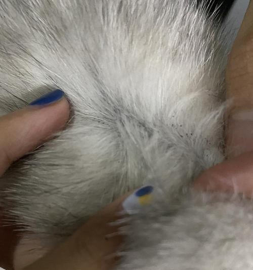 黑斑猫——身上的神秘图案(揭开黑斑猫的谜团,了解身上黑斑的来源)(图2) 黑斑猫——身上的神秘图案(揭开黑斑猫的谜团,了解身上黑斑的来源)(图2)