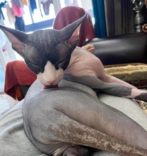 黑斑猫——身上的神秘图案（揭开黑斑猫的谜