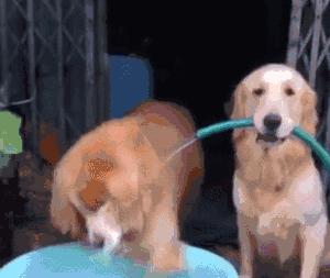 狗为什么总是甩耳朵？（揭秘狗狗甩耳朵的原因和意义）(图2)