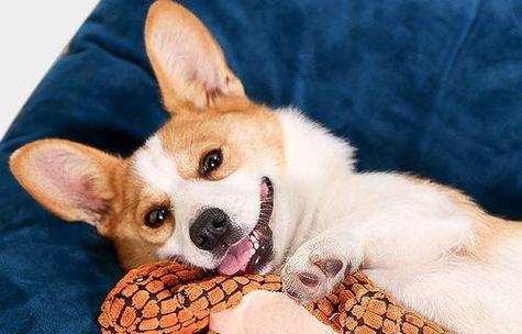 小狗四个月需加强营养，饮食该如何搭配？（帮助宠物狗宝宝健康成长，科学饮食不可缺少）(图3)