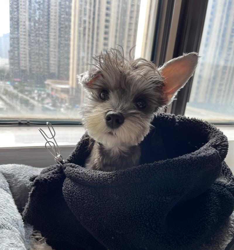 小狗四个月需加强营养，饮食该如何搭配？（帮助宠物狗宝宝健康成长，科学饮食不可缺少）(图2)