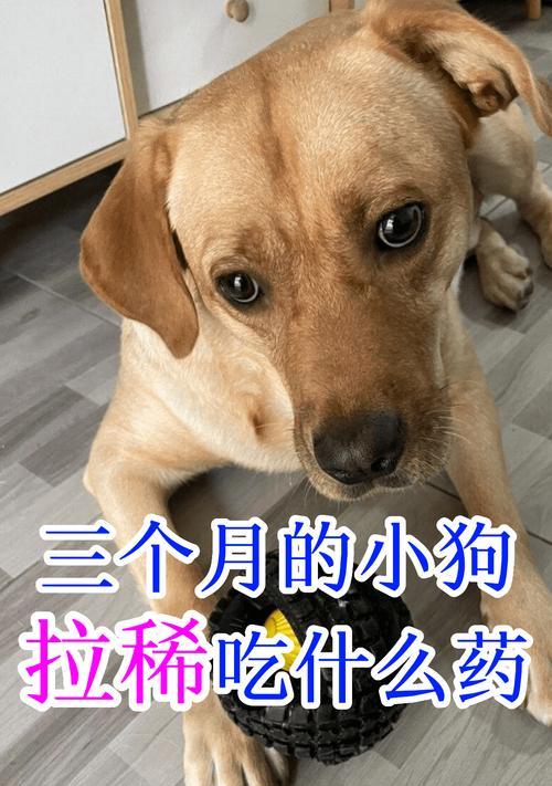 小狗四个月需加强营养，饮食该如何搭配？（帮助宠物狗宝宝健康成 - 新生家伴