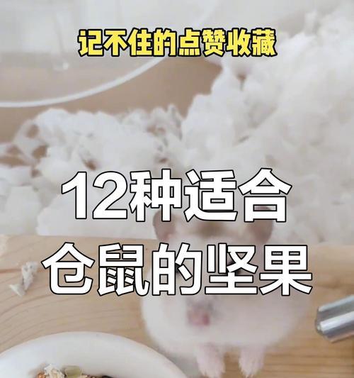 仓鼠的食物和开销（探索仓鼠的饮食习惯和经济成本，为您的宠物提供合适的食物）(图3)