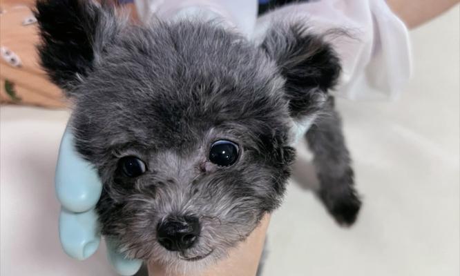 超级大的泰迪叫什么名字？（探索大型泰迪犬的命名之谜）(图3)