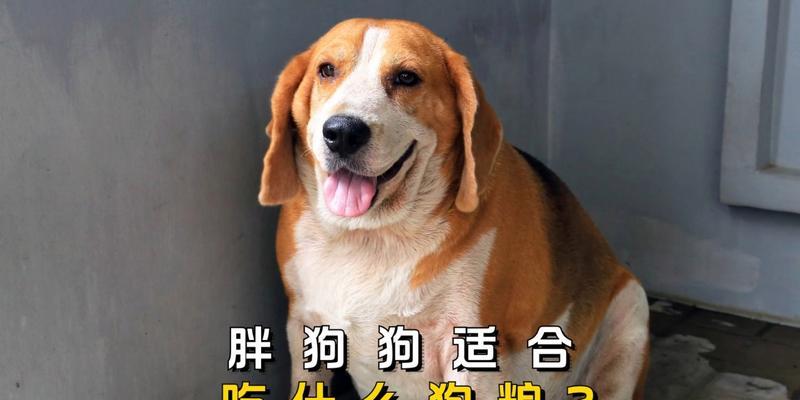 小狗健康护理（给小狗使用药物需知的注意事项）(图3)