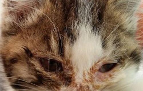 猫鼻支感染症状(一起来了解猫鼻支感染的症状及预防措施)(图3) 猫鼻支感染症状(一起来了解猫鼻支感染的症状及预防措施)(图3)