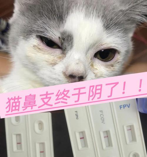 猫鼻支感染症状(一起来了解猫鼻支感染的症状及预防措施)(图2) 猫鼻支感染症状(一起来了解猫鼻支感染的症状及预防措施)(图2)