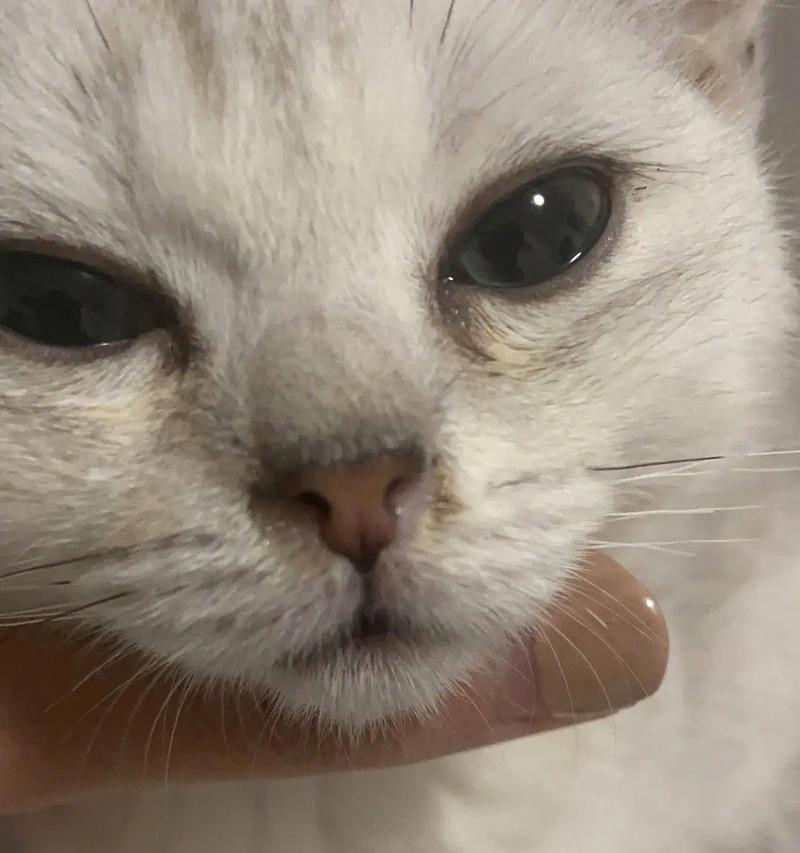 猫鼻支感染症状（一起来了解猫鼻支感染的症状及预防措施） - 新生家伴