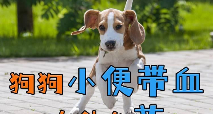 狗狗拉绿便的治疗方法及药物推荐（解决狗狗拉绿便的最佳药物选择与常见原因分析）(图2)