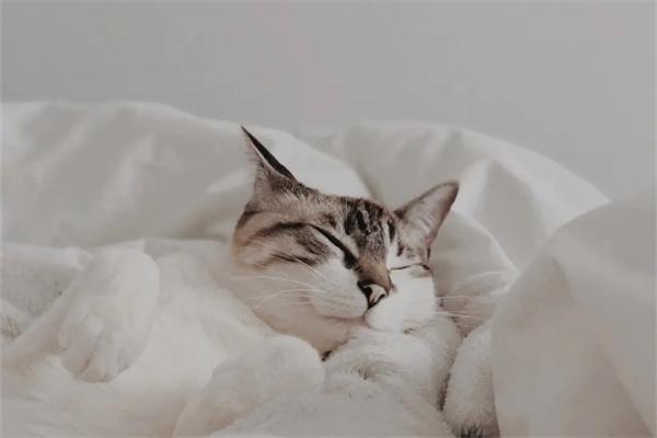 流浪猫在冬天会冻死吗？(图2)