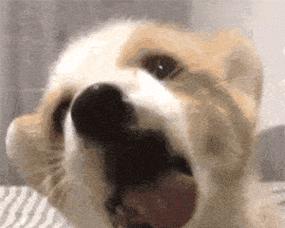 为什么小狗会舔尿？（探究小狗舔尿的原因及其意义）(图2)