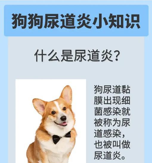 为什么小狗会舔尿？（探究小狗舔尿的原因及其意义）(图1)