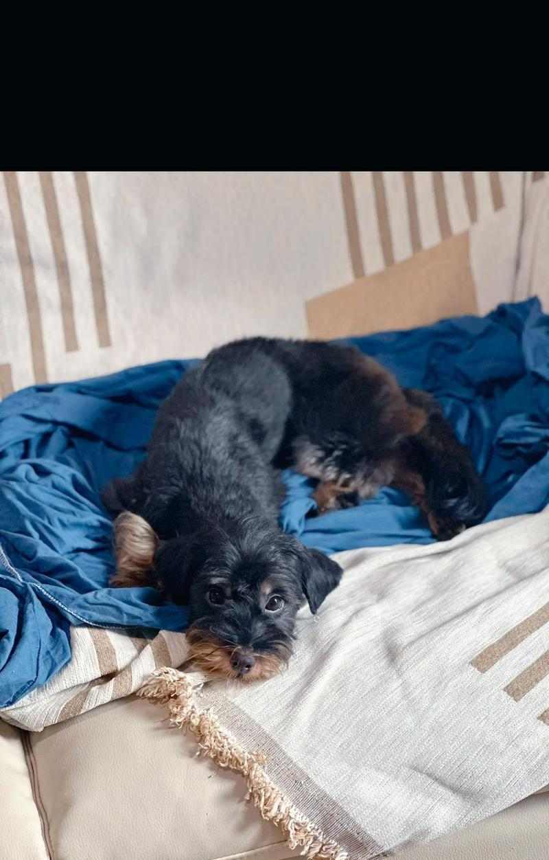 为什么小狗会舔尿？（探究小狗舔尿的原因及其意义）(图3)