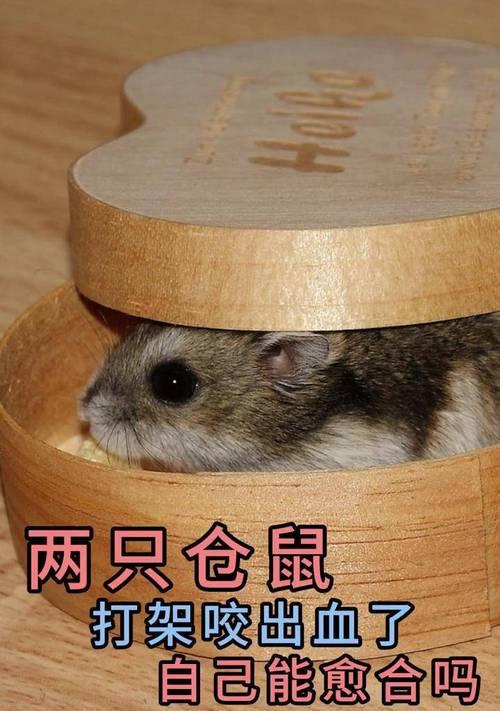 仓鼠为什么会咬同伴？（探索仓鼠咬同伴的原因及行为解读） - 新生家伴