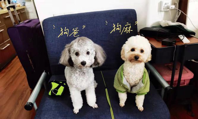 狗怀孕40天需要饮食搭配，关注健康成长（为宝宝提供全面营养， - 新生家伴