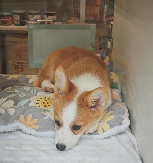 泰迪狗狗的饮食需求与健康管理（以泰迪生了狗狗吃什么？如何合理 - 新生家伴