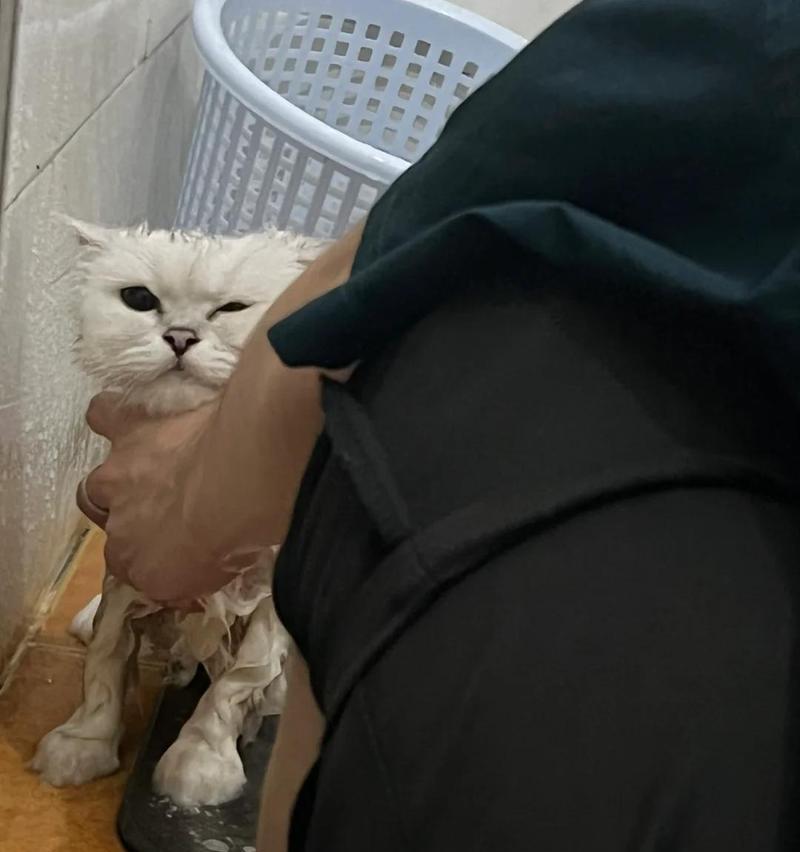 小猫拉稀的原因及治疗方法（了解小猫拉稀的常见原因和正确治疗方法）(图3)