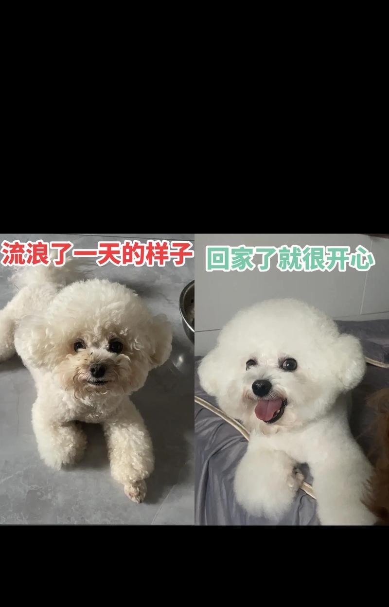 如何寻回丢失的狗狗（通过以下关键步骤，让你的狗狗重返温暖的怀抱）(图2)