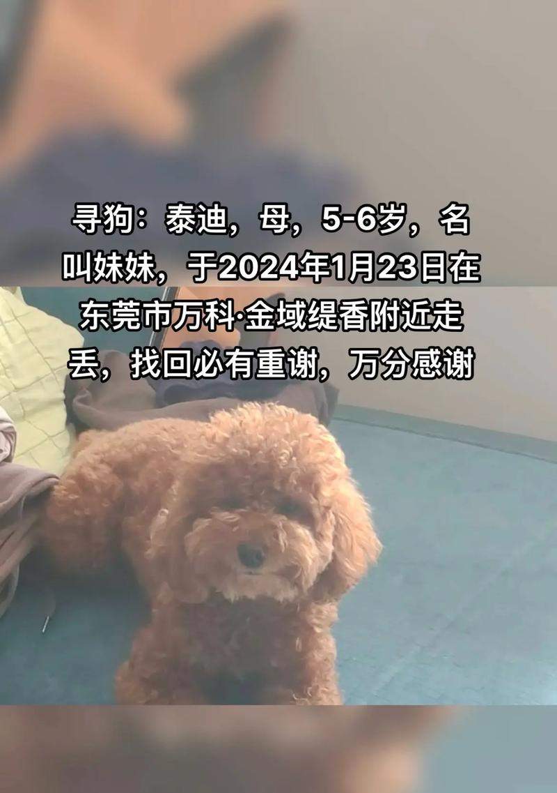 如何寻回丢失的狗狗（通过以下关键步骤，让你的狗狗重返温暖的怀抱）(图3)