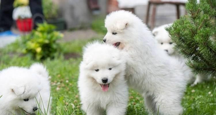 萨摩耶幼犬的疫苗接种指南（打针时间表及必备疫苗种类）(图3)