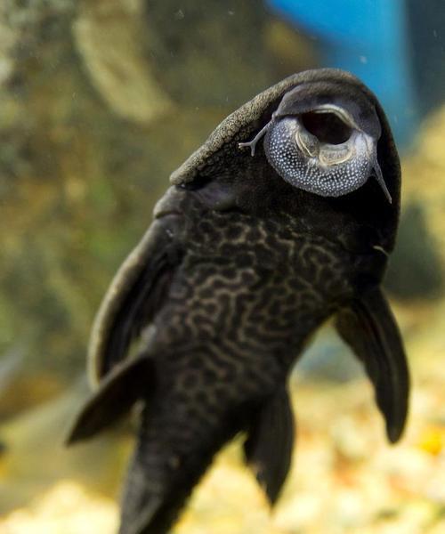 吊类饲养中以什么藻为主要饲料？（选择合适的藻类对吊类饲养有何影响？）(图2)