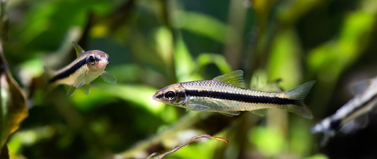 吊类饲养中以什么藻为主要饲料？（选择合适的藻类对吊类饲养有何 - 新生家伴