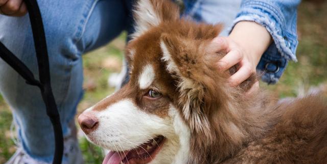 如何不怕狗的秘诀（以带什么可以让你轻松应对可爱的汪星人）(图3)