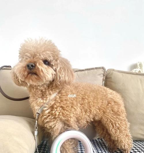 如何不怕狗的秘诀（以带什么可以让你轻松应对可爱的汪星人） - 新生家伴