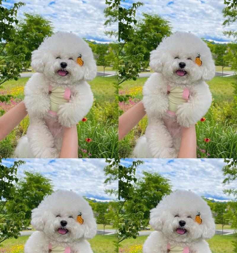 比熊犬驱虫的最佳时间选择（保护宠物健康，合理安排驱虫计划）(图3)