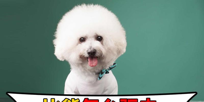 比熊犬驱虫的最佳时间选择（保护宠物健康，合理安排驱虫计划）(图2)