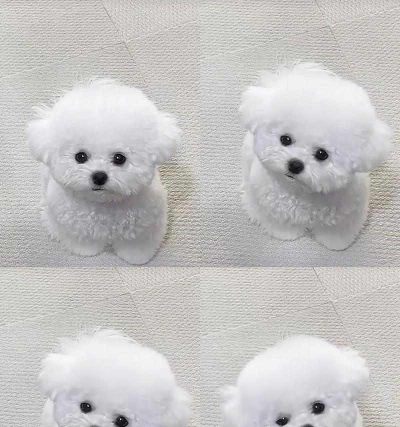 比熊犬驱虫的最佳时间选择（保护宠物健康，合理安排驱虫计划） - 新生家伴