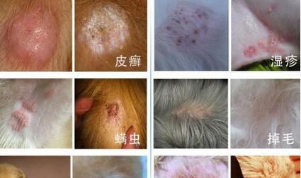 常见狗病分析（哪些品种的狗容易得病？）(图2)