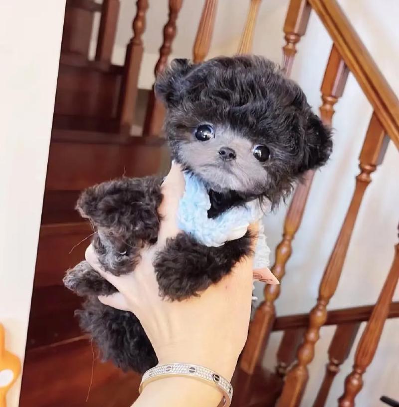 三个月泰迪的饮食（营养均衡的狗粮之外，给泰迪宝宝提供更多美味 - 新生家伴