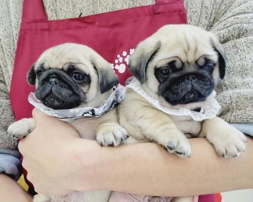 狗狗适合与哪些小宠物为主题写的文章（狗狗与小宠物相处的最佳伙伴选择）(图3)