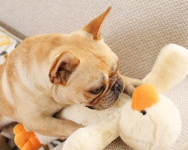 狗狗适合与哪些小宠物为主题写的文章（狗狗与小宠物相处的最佳伙 - 新生家伴