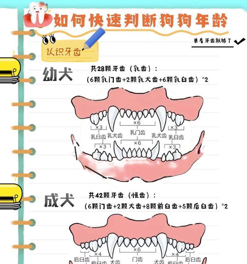 狗年龄之谜（解析狗年龄快速衰老的原因与影响） - 新生家伴