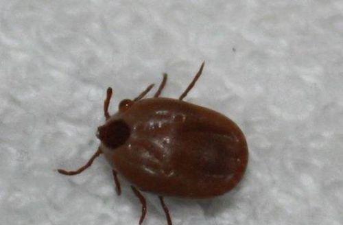 祛除狗豆子的药物选择（选择正确药物，让你的宠物摆脱狗豆子困扰）(图2)