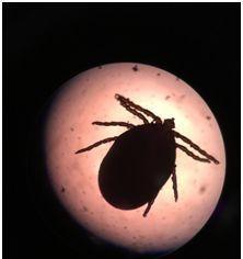 祛除狗豆子的药物选择（选择正确药物，让你的宠物摆脱狗豆子困扰 - 新生家伴