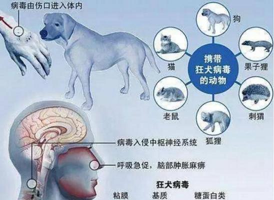 狗传染给人的常见疾病（探索人与狗之间可能的健康风险）(图1)