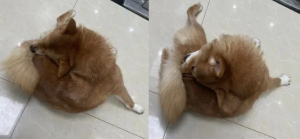 克维舒抗菌病例 | 一例犬跳蚤叮咬性皮炎