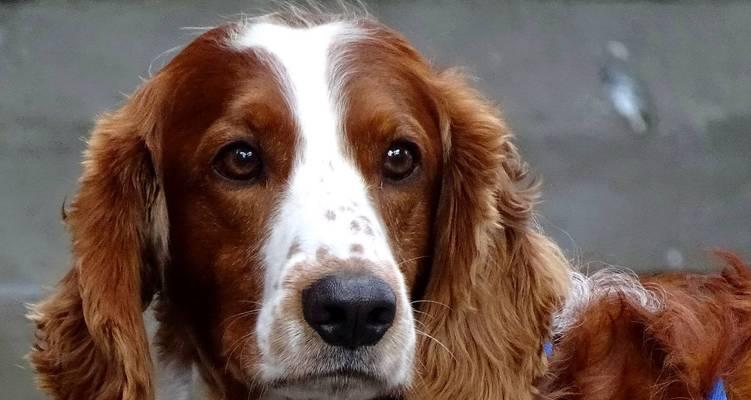 探寻大耳朵狗的奇妙世界（与大耳朵狗共享快乐时光）(图3)