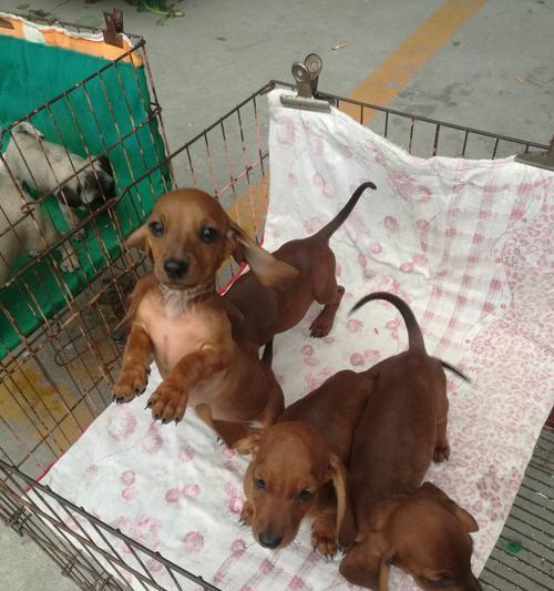 探寻大耳朵狗的奇妙世界（与大耳朵狗共享快乐时光） - 新生家伴