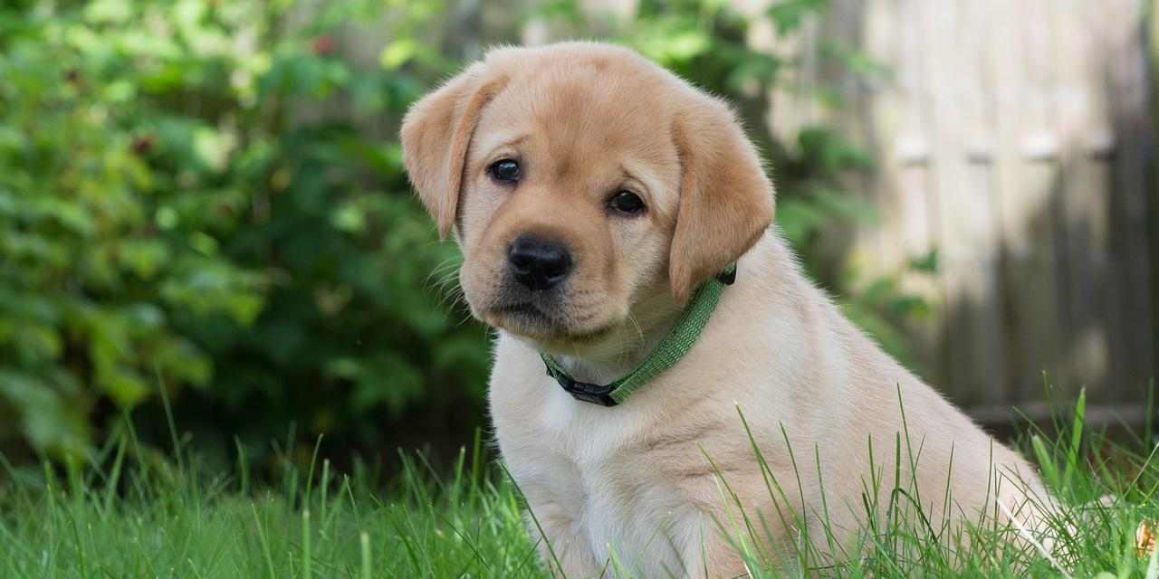 金毛幼犬适合吃的水果有哪些？（了解金毛幼犬的饮食需求，为它们选择适合的水果）(图2)