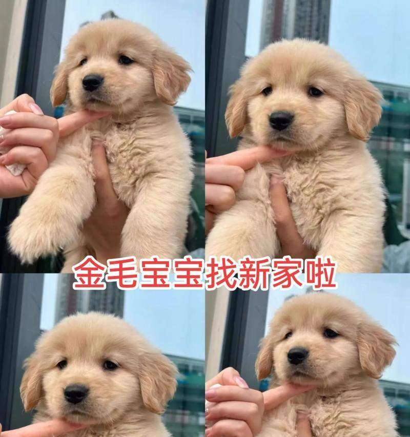 金毛幼犬适合吃的水果有哪些？（了解金毛幼犬的饮食需求，为它们 - 新生家伴