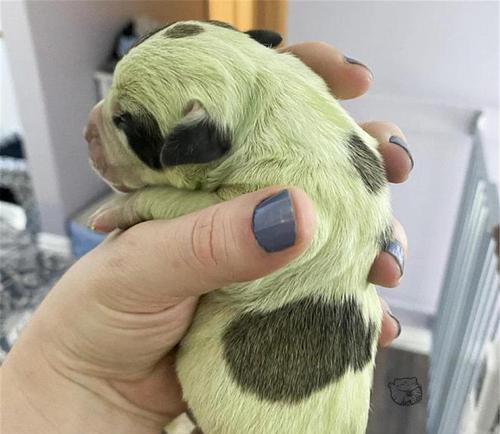 以狗出生的人的好处（狗年出生人的特点及影响）(图3)