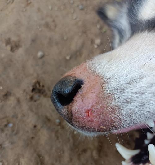 狗鼻子的神奇之处（探秘狗鼻子为什么总是湿湿的）(图3)