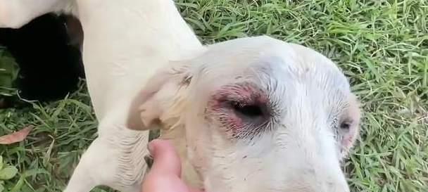 狗鼻子的神奇之处（探秘狗鼻子为什么总是湿湿的）(图2)