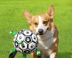 狗狗玩具的好处（让宠物更快乐、健康和聪明） - 新生家伴