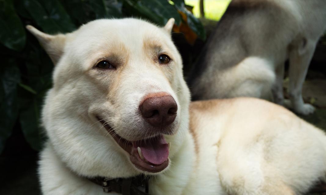 狗鼻子的神奇之处（探秘狗鼻子为什么总是湿湿的） - 新生家伴