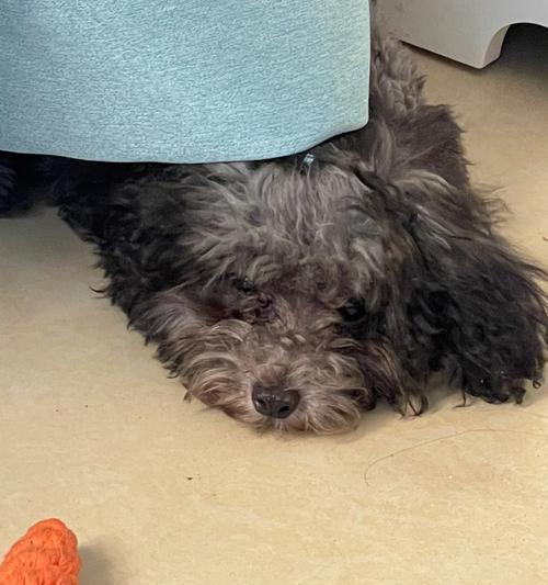 为什么狗狗一直想吐？（探究狗狗频繁呕吐的原因及应对方法）(图3)